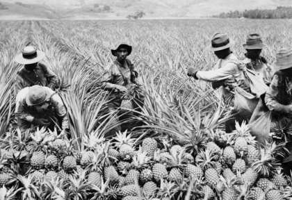 Hawaii - plantations d'ananas © Shutterstock - Everett Historical