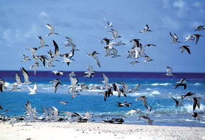 Plage et oiseaux à Palau en Micronésie