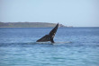 Australie - Jervis Bay - Paperbark Camp - Baleine à Jervis Bay