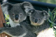 Tour du monde - Australie - Sydney - Taronga Zoo © Tourism New South Wales