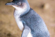 Australie - Victoria - Phillip Island - Pingouins de Phillip Island – Penguins Plus