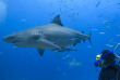 Fidji - Iles Yasawa - Barefoot Kuata Island - Rencontre avec les requins