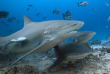 Fidji - Iles Yasawa - Barefoot Kuata Island - Rencontre avec les requins