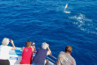 Hawaii - Big Island - Croisière snorkeling et dauphins