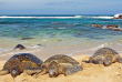 Hawaii - Oahu - Oiseaux et nature à Oahu © Shutterstock, Beat J Korner