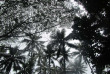 Iles Cook - Mangaia - Visite du Jardin Tropical Rangiue - © Mangaia Villas