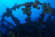 Micronésie - Palau - Ocean Hunter 3 - Fish'n Fins