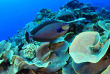Micronésie - Palau - Palau Siren © Gerald Rambert