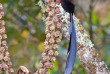 Papouasie-Nouvelle-Guinée - Paradisier de Stéphanie © Trans Niugini Tours, Geoff Jones