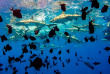 Polynésie française - Bora Bora - Découverte ultime des raies et requins © Wim Lippens