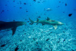 Polynésie française - Bora Bora - Découverte ultime des raies et requins © Wim Lippens