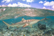 Polynésie française - Bora Bora - Safari Requins et Raies en Plongée Libre