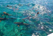 Polynésie française - Bora Bora - Authentique Safari Lagon et Motu