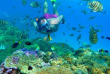 Polynésie française - Bora Bora - 100% Plongée Libre