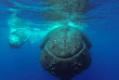 Polynésie française - Bora Bora - Observation des Baleines