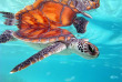 Polynésie - Moorea - InterContinental Moorea Resort & Spa - Clinique pour les tortues