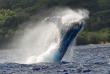 Polynésie - Rurutu - Observation des baleines
