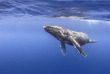 Polynésie française - Tahiti - Découverte des Baleines © Tobias Friedrich