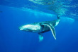 Polynésie française - Tahiti - Découverte des Baleines