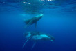Polynésie française - Tahiti - Découverte des Baleines