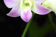 Singapour – Ferme des orchidées
