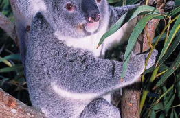 Tour du monde - Australie - Koala au zoo de Sydney