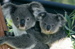 Tour du monde - Australie - Sydney - Taronga Zoo © Tourism New South Wales