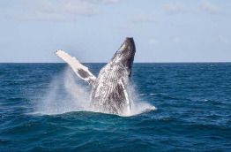 Nouvelle-Calédonie - Baleine à bosse © Shutterstock, EMS DOP