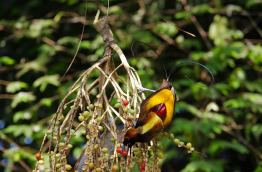 Papouasie-Nouvelle-Guinée - Oiseau de Paradis