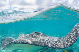 Polynésie française - Bora Bora - Safari Requins et Raies en Plongée Libre