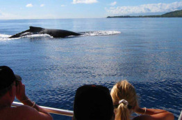 Polynésie française - Moorea - Expédition Dauphins et Baleines du Dr Poole