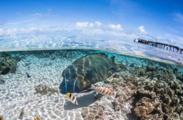Polynésie française @ Top Dive, Greg Lecoeur