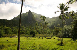 Polynésie - Croisière dans l'archipel de la Société - Raiatea © Tahiti Tourisme