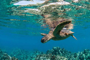 Hawaii - Maui - Croisière snorkeling à Molokini © Shutterstock, Peter Rimkus