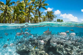 Polynésie française - Tahiti - Randonnée Palmée Guidée Lagon © Greg Lecoeur