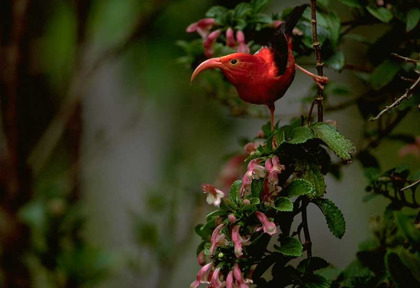 Hawaii - Big Island - Observation des oiseaux rares de Hawaii