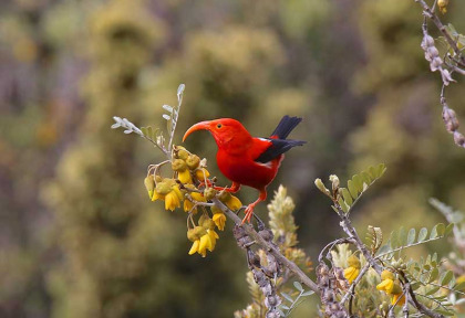 Hawaii - Oahu - Oiseaux et nature à Oahu © Shutterstock, Vagabond