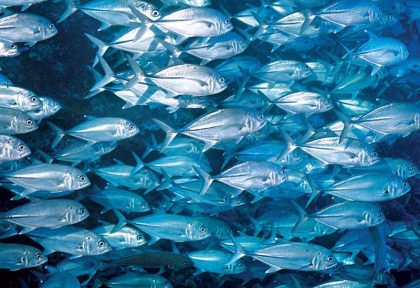 Micronésie - Palau - Ocean Hunter 3 - Fish'n Fins © P Lange