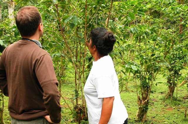 Iles Cook - Atiu - Découverte des plantations de café à Atiu
