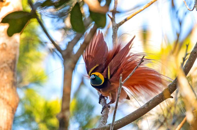 Papouasie-Nouvelle-Guinée - Paradisier de Raggi © Trans Niugini Tours, Geoff Jones