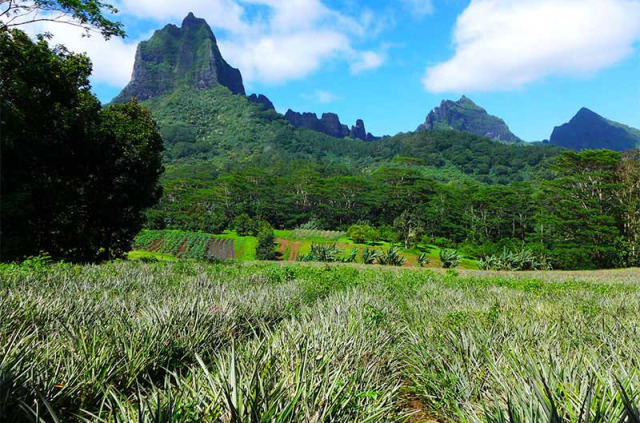 Polynésie française - Moorea - Nature & Culture à Moorea