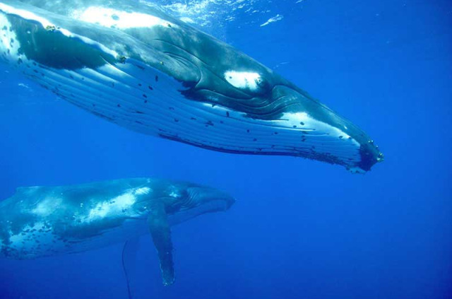 Tonga - Nager avec les baleines à bosse