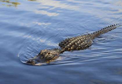 Alligator dans les Everglades © GMCVB