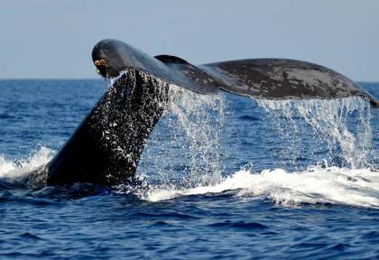 Hawaii - Baleine à bosse © Shutterstock - rthoma