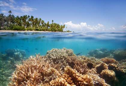 Snorkeling aux Fidji