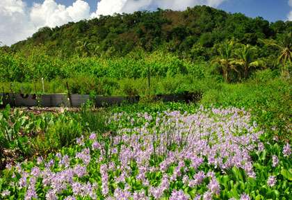 champ de fleurs à American Samoa