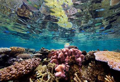 Plongée dans les Iles Fidji