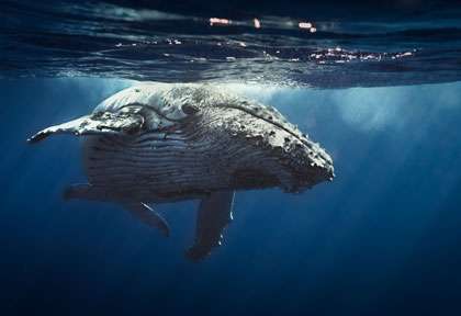 Baleine à bosse à Vava'u Tonga