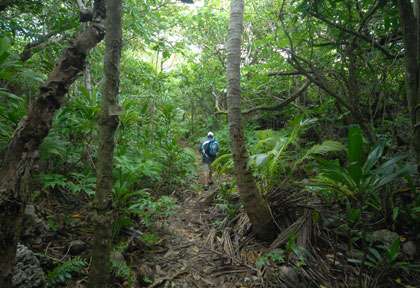 Le forêt de Niue