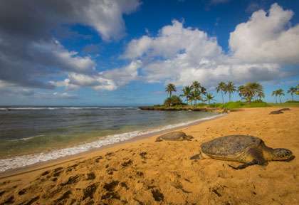 Turtle beach à Hawaii
